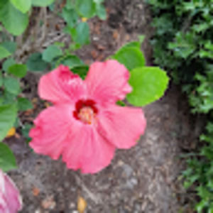 Meet your Posher, Josefina